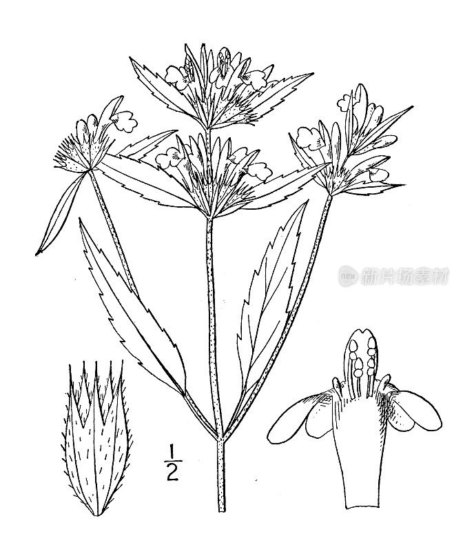 古植物学植物插图:Galeopsis Ladanum，红麻荨麻，铁苔